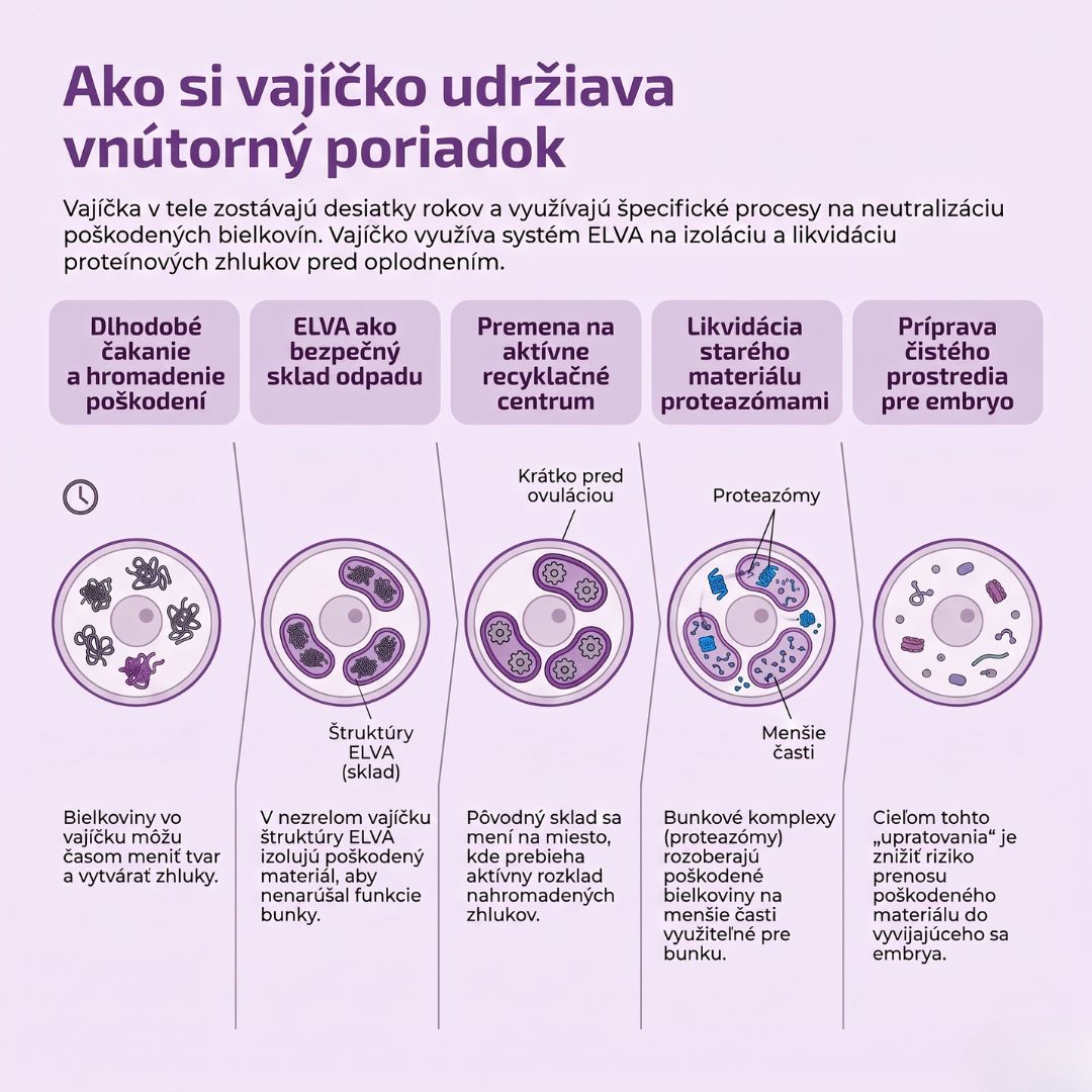 pokles-plodnosti-zeny-s-vekom-elva
